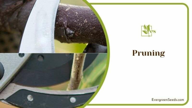 Recommended Pruning for Elatior Plant
