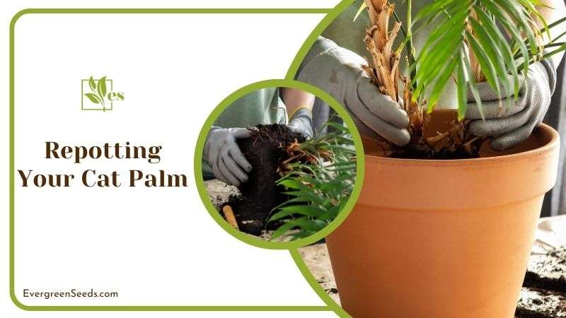 Repotting Your Cat Palm