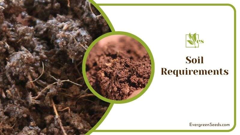 Selecting Soil for Angelon Plant