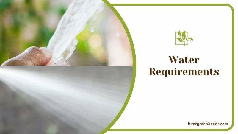 Watering Elatior Begonia Plants