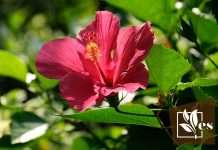 What Causes Holes in Hibiscus Leaves and How To Fix It