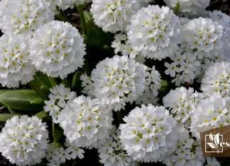 What are the Meanings of the Primrose Flower