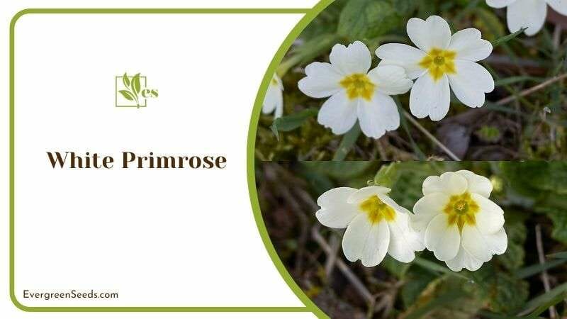 White Primroses Flowers