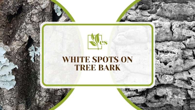 White Spots on Tree Bark