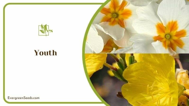 Youth Meaning of Primrose Flower