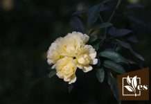 A Guide With Easy Steps To Prune Lady Banksia Rose