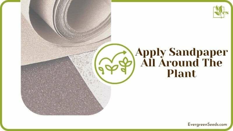 Apply Sandpaper All Around the Plant