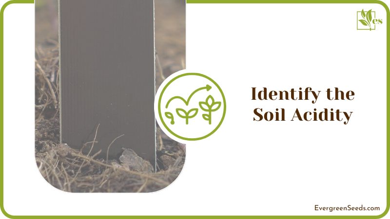 Checking Acidity of The Soil in Garden