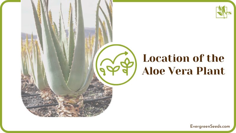 Checking the Location of An Aloe Plant Is Important