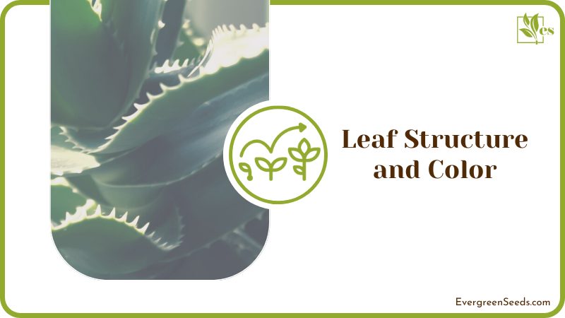 Comparing an Aloe Vera Plants Leaf Structure