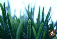 Complete Guide of Identify Edible Aloe Vera Plants