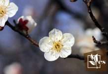 Comprehensive Guide of Pruning Japanese Plum Tree