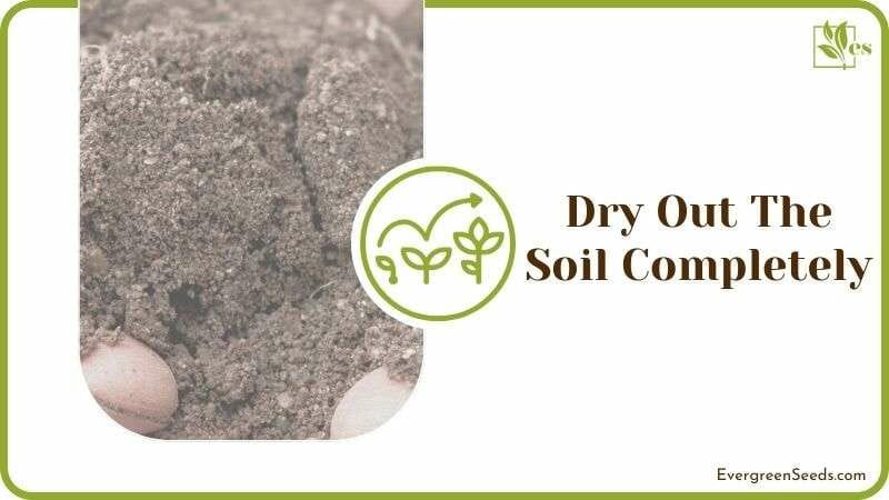 Dry Out the Soil Completely