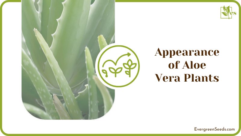 Familiarize Yourself with The Appearance of Aloe Vera Plants