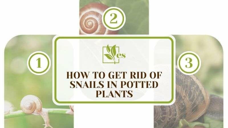 How To Get Rid of Snails in Potted Plants