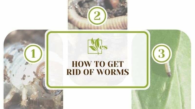 How To Get Rid of Worms