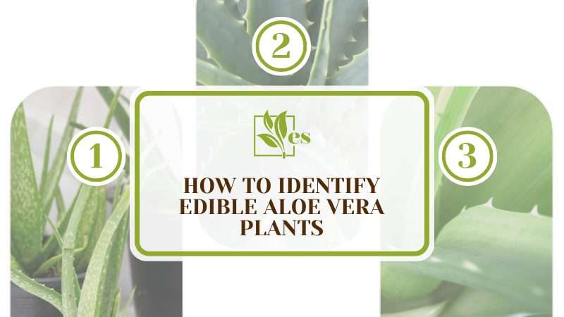 Identify Edible Aloe Vera Plants