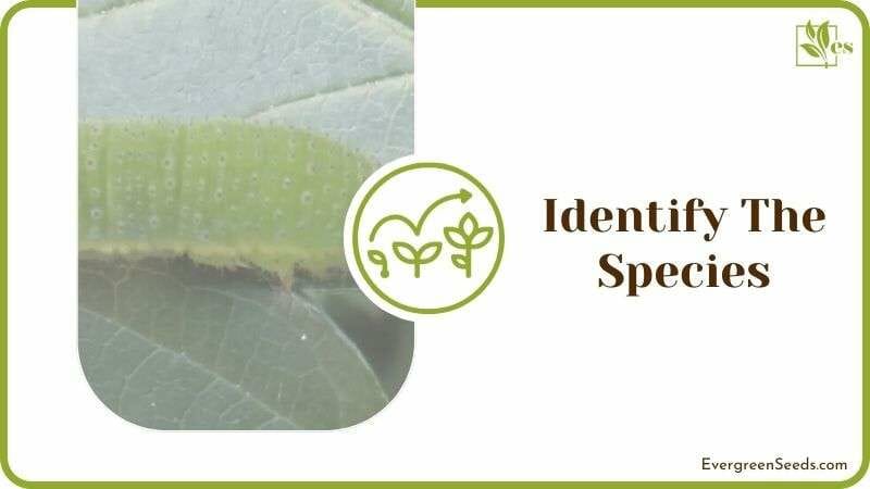 Identify the Species