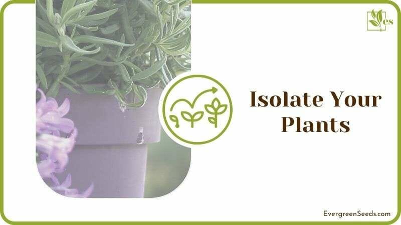 Isolate Your Plants