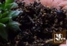 Learn the Key Features of Cactus Soil