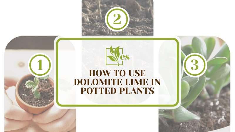 Learning How to Use Dolomite Lime in Potted Plants