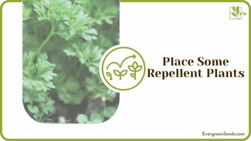 Place Some Repellent Plants