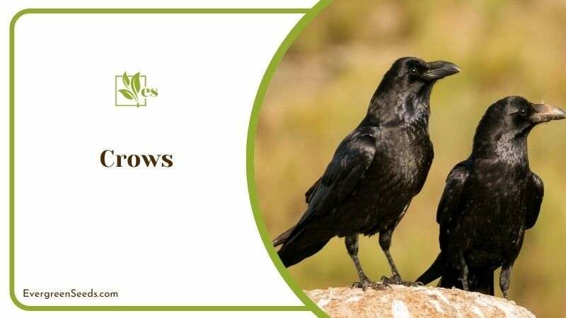 Scavenging Crows