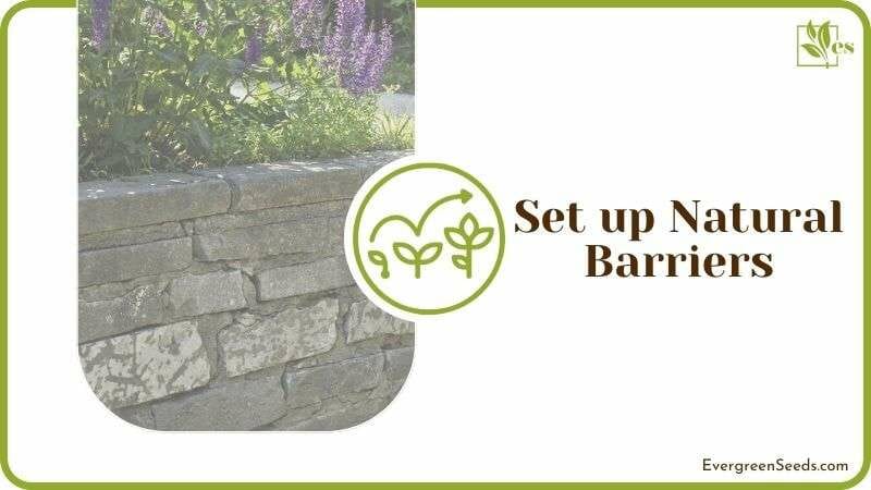 Set up Natural Barriers