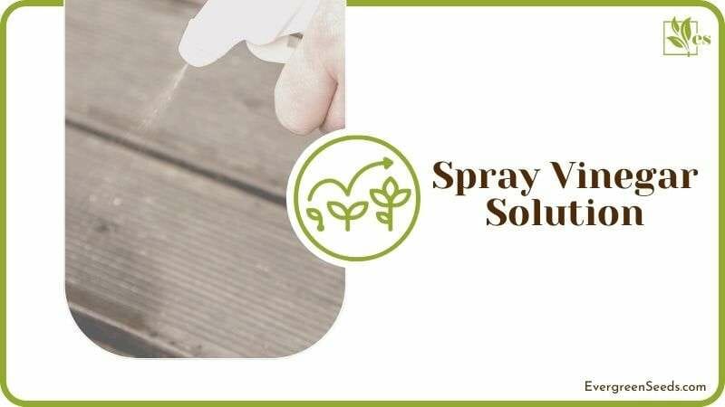 Spray Vinegar Solution