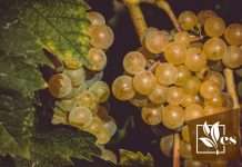 A Guide to Grapes Planting