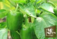 Bell Peppers Comprehensive Care Guide