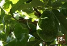 Best Steps To Follow to Save a Dying Avocado Tree 