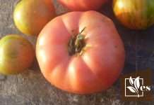 Everything You Need To Know About Brandywine Tomatoes