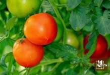 Extend the Lifespan of Indoor Tomato Plants