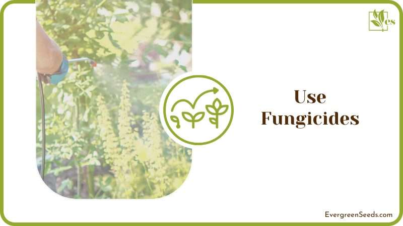 Fungicides Prevent the Growth of Fungal Diseases