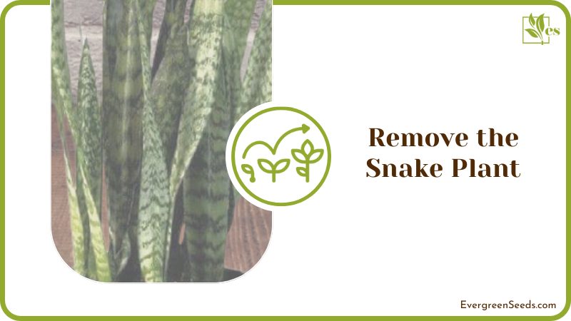 Remove the Snake Plant From the Pot