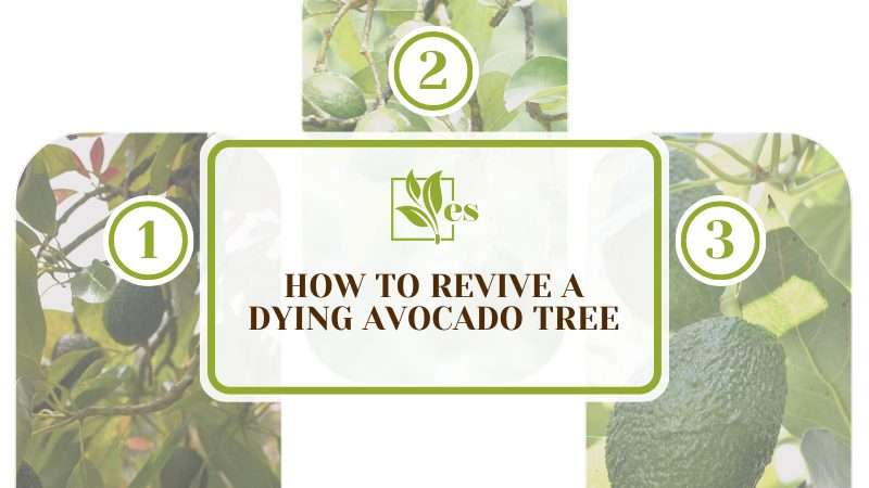 Revive a Dying Avocado Tree