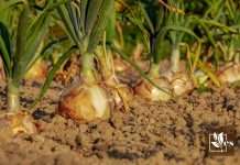 Right Time to Harvest Onions