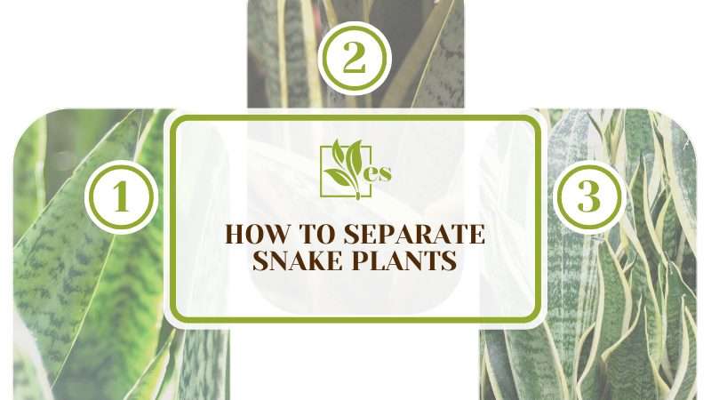 Separate Snake Plants in Simple Steps