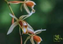 White and Orange Magnificent Coelogyne orchid