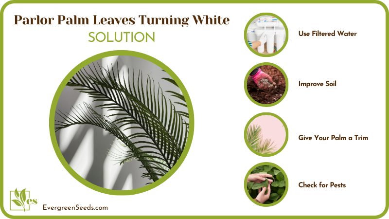 Avoid Transformation of Parlor Leaves