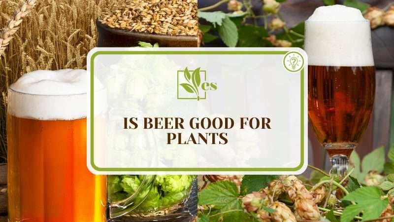 Beer for Plants