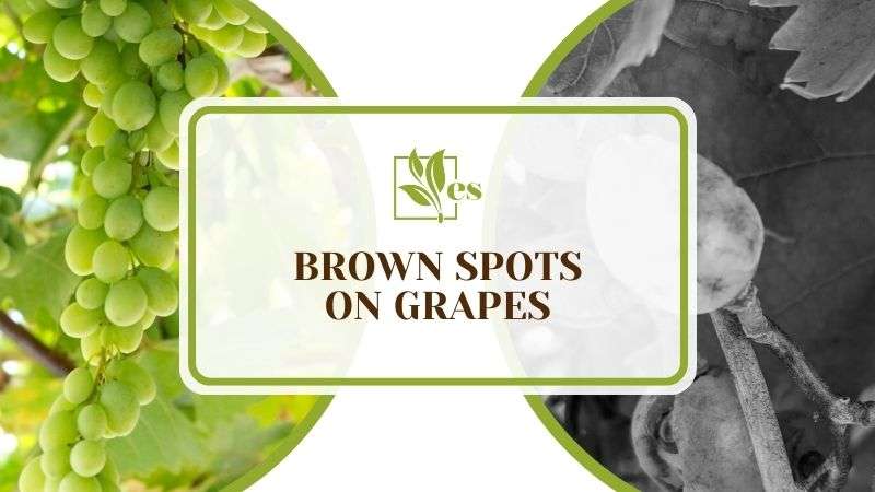 Brown Spots on Grapes