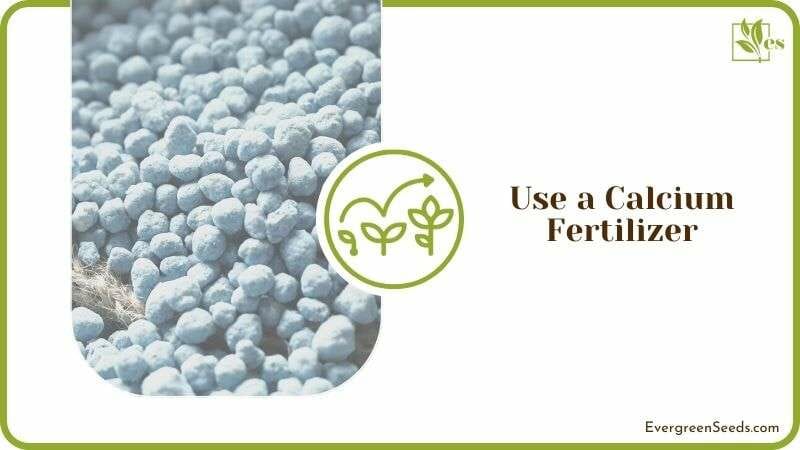 Calcium Fertilizer for Tomato Plants