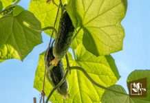 Caring for Cucumber Plants