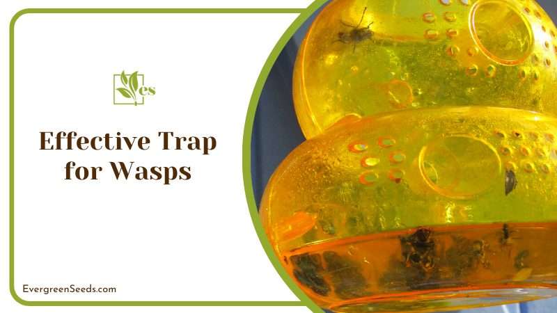 Creating a Highly Effective Wasp Trap