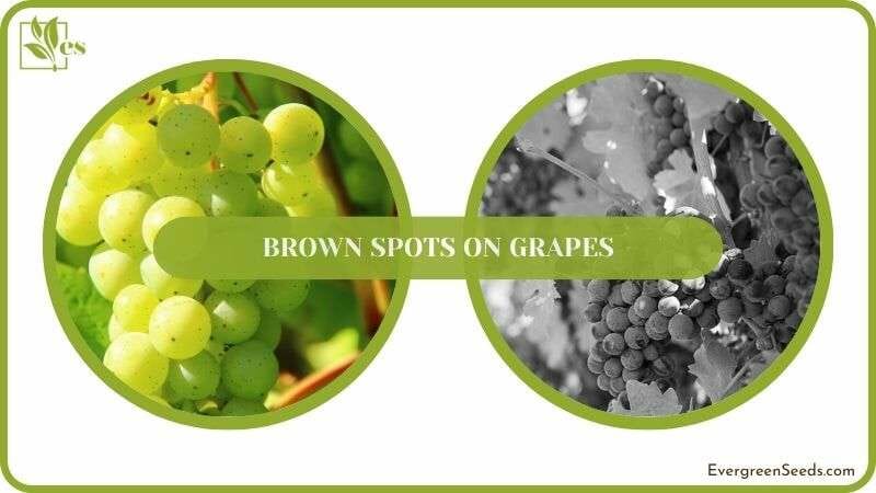 Details of Brown Spots on Grapes