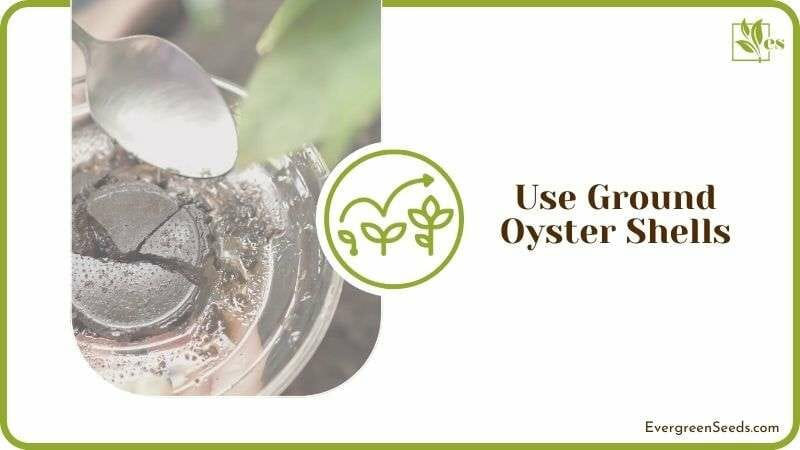 Ground Oyster Shells for Tomato Plants