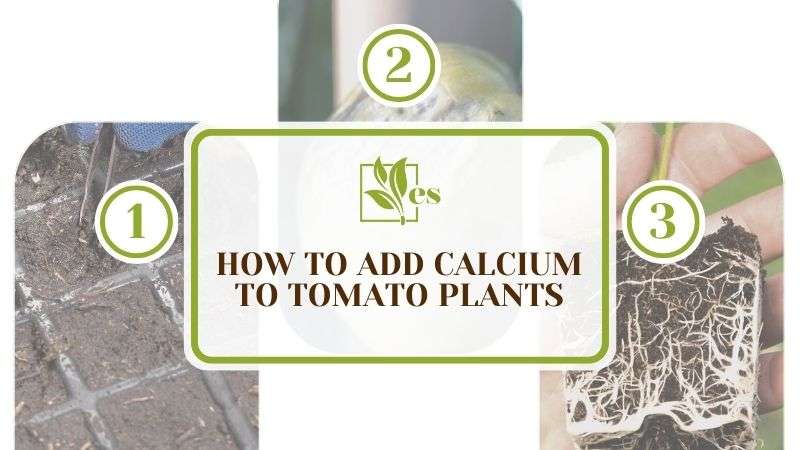 How To Add Calcium to Tomato Plants