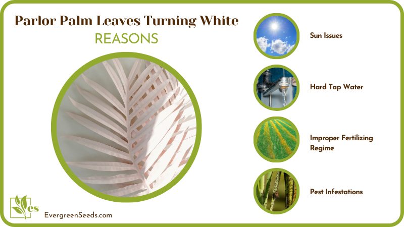 Parlor Palm White Leaves
